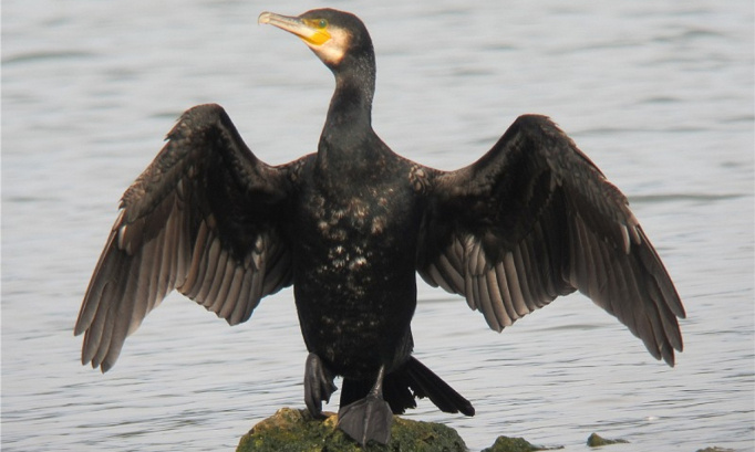 res nullius,omnibus suscipiatur