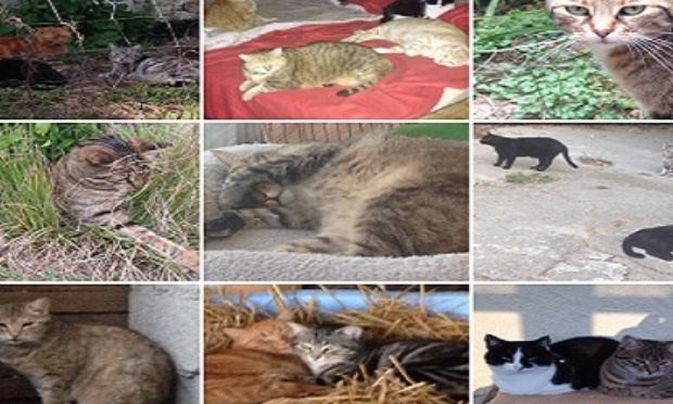 Sauvez-nous de la rue !