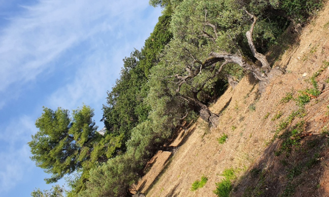 Association écologique, protection des oliviers centenaires et sauvegarde de vie dans le quartier de la Calade à la Farlède