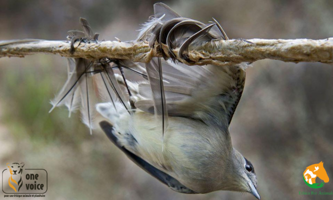 Arrêtons définitivement le massacre, chasse à la glu = quota à 0