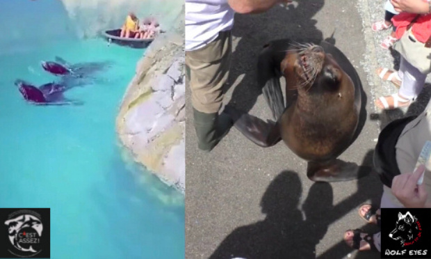 DES OTARIES QUI TRACTENT DES ENFANTS ? CELA N’A RIEN D’AMUSANT !