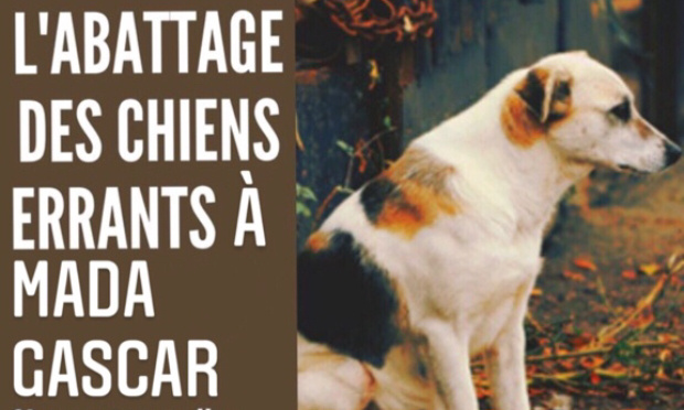 Stop à l’extermination des chiens errants à Madagascar