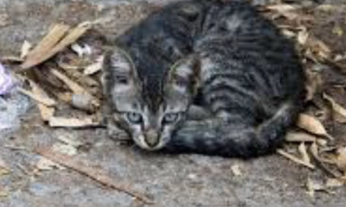 Pour sensibiliser aux abandons d'animaux