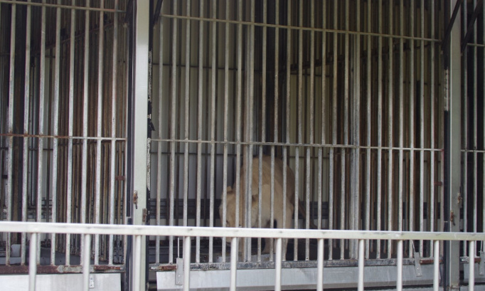 Stop aux cirques à Blonville-sur-mer !