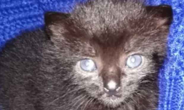 Sauver des chats d’empoisonnement et de maltraitances