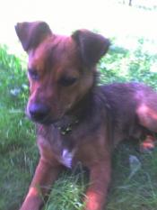 Révoquer la loi sur les chiens en laisse