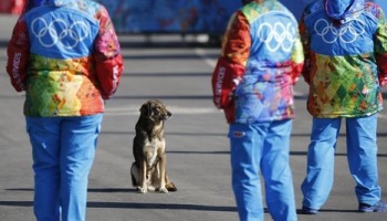 Russie - Jeux olympiques - Refuser le massacre des animaux errants