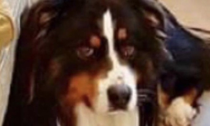 STOPPEZ CETTE EUTHANASIE DE COMPLAISANCE !!