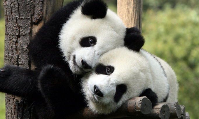 Pétition pour défendre les pandas