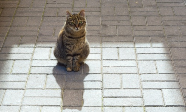 Stérilisation des animaux errants