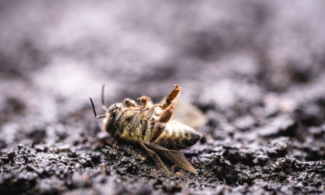 Interdiction définitive des néonicotinoïdes ( Non au rétropédalage Pompili)
