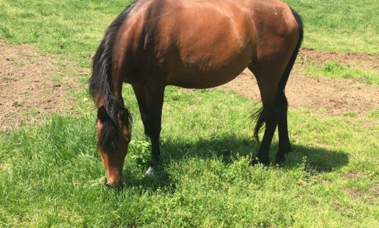SOS pour sauver les chevaux de Monika haras de la Baulme
