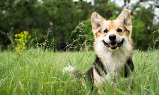 Pétition contre l'interdiction du mordant sportif