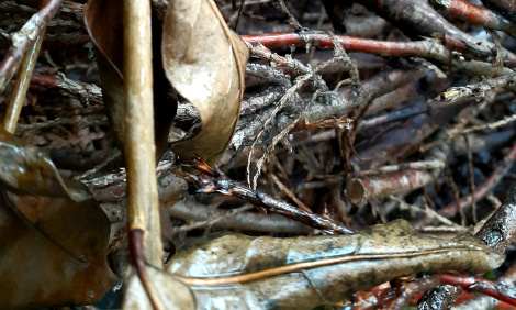 Adapt other books by J.R.R Tolkien for the cinema - Adapter d'autres œuvres littéraires de Tolkien au cinéma.