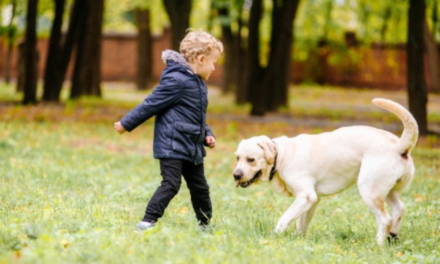La Corée du Nord veut réquisitionner tous les chiens du pays pour les placer dans les restaurants