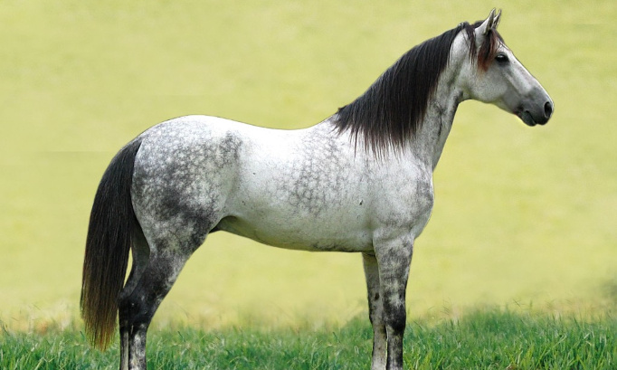 Formation pour acquérir un cheval