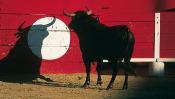 Sauvons les taureaux des arènes en France