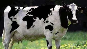 Halte aux egorgements des animaux à l'abattoir