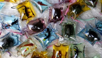 NON aux porte-clefs vivants en Chine !