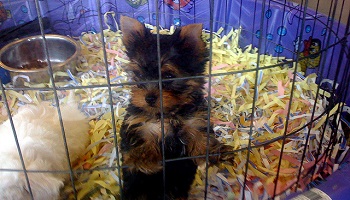 Contre la vente d'animaux en animalerie