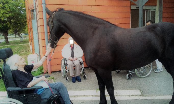 Pour que le cheval obtienne le statut d'animal de compagnie et par conséquent ne soit plus destiné aux abattoirs.