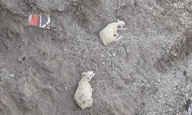 Retrait des moutons mis en 