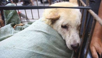 Contre le massacre des chiens Yulin