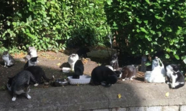 Laissez-nous nourrir les chats libres de Linselles !