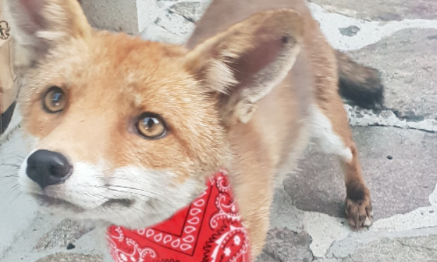 Sauvons Renaud le renardeau du Revest les Eaux et ses congénères !