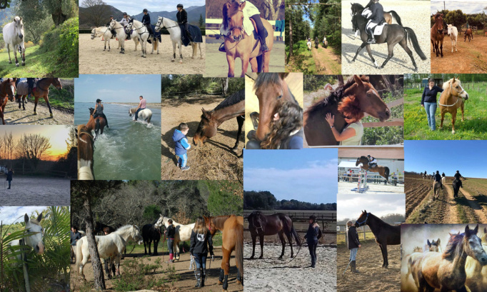 Pour une modification du statut des équidés de sport, de loisirs et d'élevage...Pour une modification de la Loi concernant les sanctions pour maltraitance sur équidés.Pour une réflexion commune sur l'amélioration de la vie et la retraite des équidés.