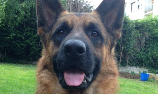 Stoppons la torture de milliers de chiens et chats en Chine et à Taïwan.