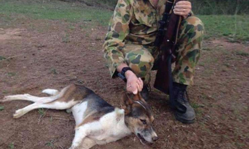 Prison ferme pour l'individu ayant tué à coups de fusil de chasse  2 de ses chiens à Saint- Vran  ( Côtes d' Armor )