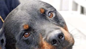 Non à l'euthanasie pour les animaux du refuge du Minou (Brest)