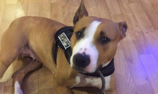 Aidez cette chienne à retrouver son foyer et évitez lui l’euthanasie