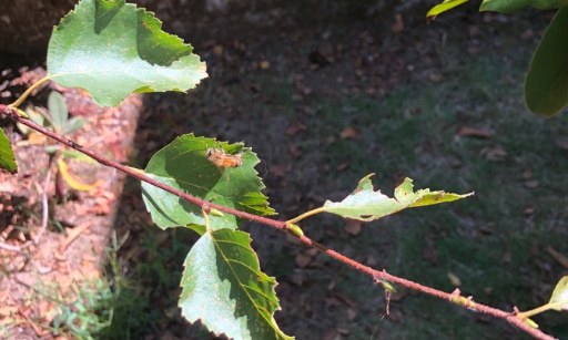 L’Etat doit réagir CONTRE les frelons asiatiques