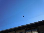 Stop à la souffrance insoutenable des pigeons de l'ISITI Université de Toulon