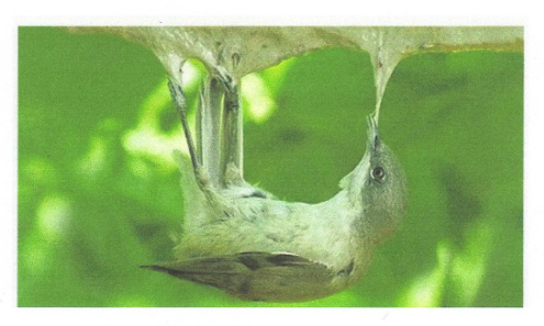 Merci, Monsieur MACRON, d'avoir interdit, hier 27 août 2020 et pour cette année, la cruelle chasse à la glu, pour les grives et les merles. C'est un bon premier pas !