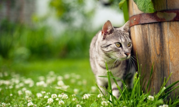 Stopper les disparitions de chats dans le Vaucluse