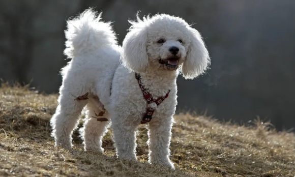 Justice exemplaire  pour le bichon jeté muselé du dixième étage à Besançon le  29 août 2020