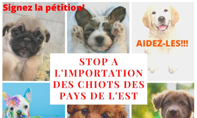 STOP aux commerces des chiots importés des pays de l'Est!!!