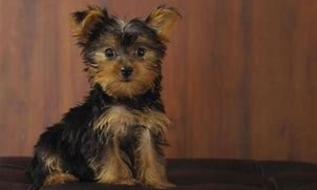 Justice exemplaire pour acte de cruauté envers un animal : en mémoire de Chocolat