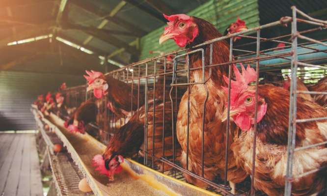 STOP au projet insensé d'une usine géante de presque 65.000 pauvres poulettes à Becordel Becourt dans la Somme !...