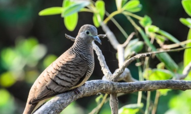 Interdiction de la chasse à la tourterelle des bois