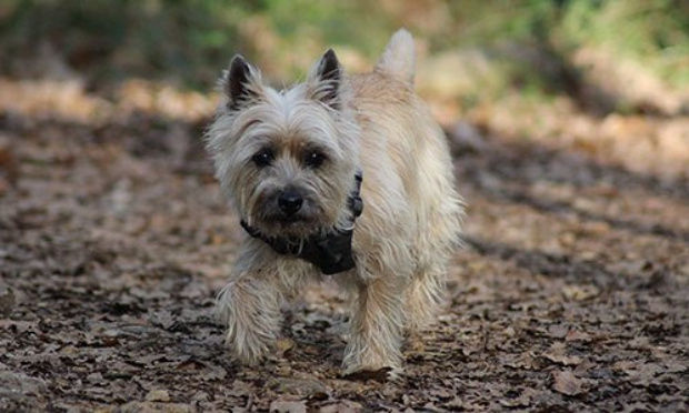 Contre l'obligation des chiens tenus en laisse dans les parcs départementaux