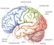 Master Neuropsychologie