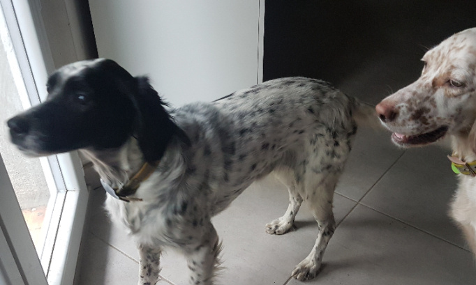 Aboiements des chiens à la campagne