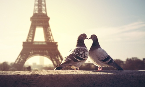 Faire voter une loi pour arrêter de tuer les pigeons