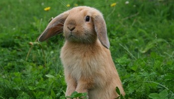 Boycottons le Musée de Ballenberg et tous ses cours