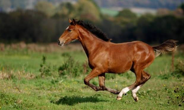 Chevaux en dangereuse liberté
