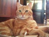 Stop à un  plan de capture de chats pour euthanasie mis en place illégalement versus plan pour stérilisation